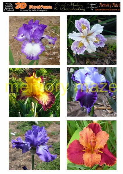 DS0710 halcyon iris  min buy 5  can be cut out with your nested